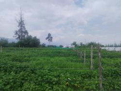 INVERSIÓN ÚNICA EN TABABELA TERRENOS PLANOS 50000m2