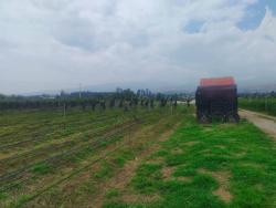 INVERSIÓN ÚNICA EN TABABELA TERRENOS PLANOS 50000m2